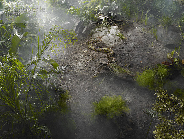 Regenwald  Pythonschlange