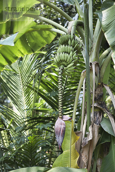 Blume  Baum  Banane  Wachstum  Indien