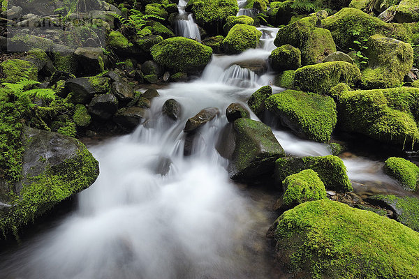 Vereinigte Staaten von Amerika  USA  Olympic Nationalpark  Washington State