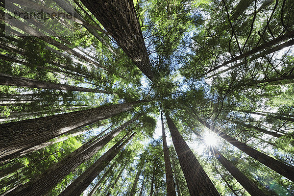 Vereinigte Staaten von Amerika  USA  Baum  Olympic Nationalpark  Washington State