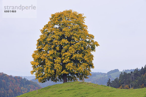 Bergahorn  Acer pseudoplatanus  Schweiz