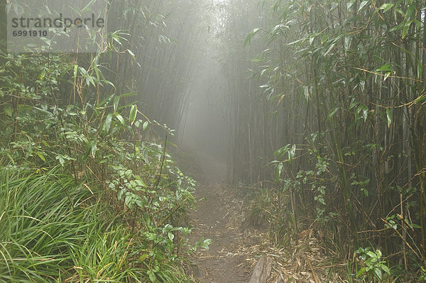 Berggipfel  Gipfel  Spitze  Spitzen  Weg  Regenwald  Vietnam