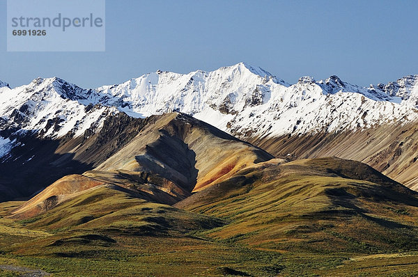 Vereinigte Staaten von Amerika  USA  Alaskakette  Alaska Range  Denali Nationalpark  Alaska