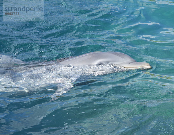 Delphin  Delphinus delphis  Mexiko  Dalbe