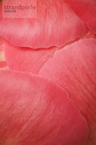 Close-up  close-ups  close up  close ups  Blütenblatt  Pfingstrose