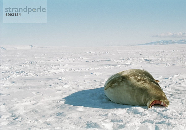 Meer  Antarktis  gefroren  Robbe
