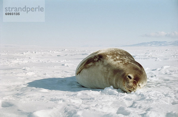 Meer  Antarktis  gefroren  Robbe