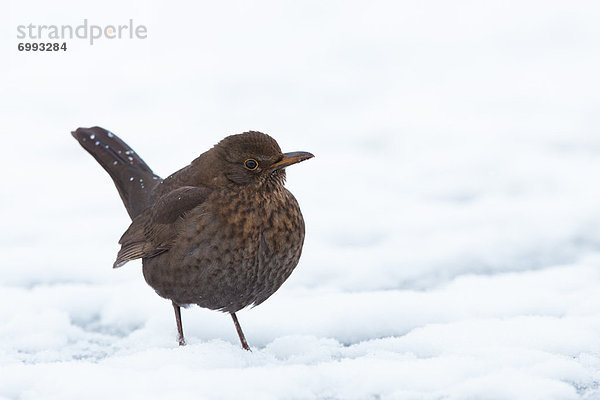 Amsel  Turdus merula  Schnee