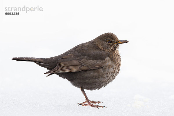 Amsel  Turdus merula