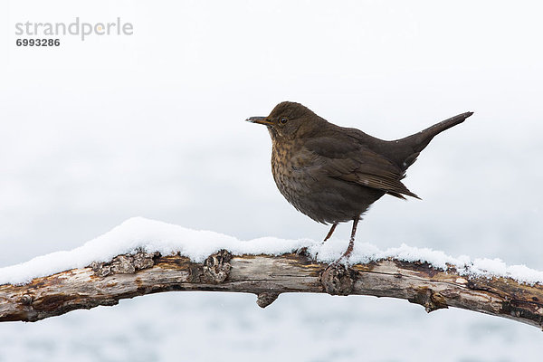 Amsel  Turdus merula  Schnee  Ast