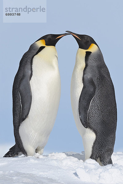 Emperor Penguins  Snow Hill Island  Antarctic Peninsula