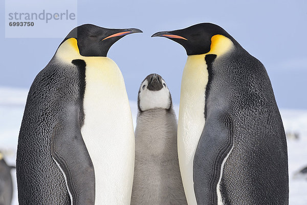 Emperor Penguin Adults and Chick  Snow Hill Island  Antarctic Peninsula
