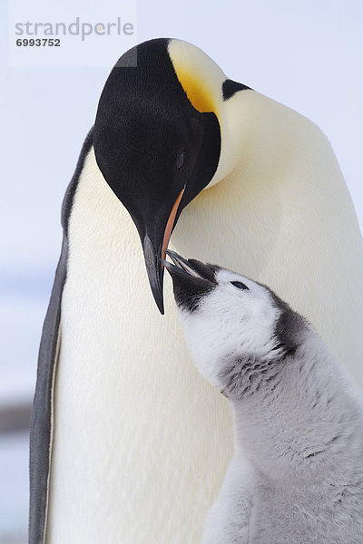 Emperor Penguin Adult and Chick  Snow Hill Island  Antarctic Peninsula