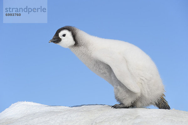 Emperor Penguin Chick  Snow Hill Island  Antarctic Peninsula