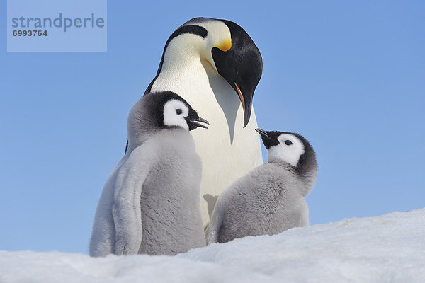 Emperor Penguin Adult and Chicks  Snow Hill Island  Antarctic Peninsula