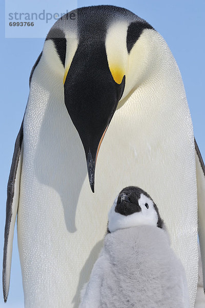 Emperor Penguin Adult and Chick  Snow Hill Island  Antarctic Peninsula
