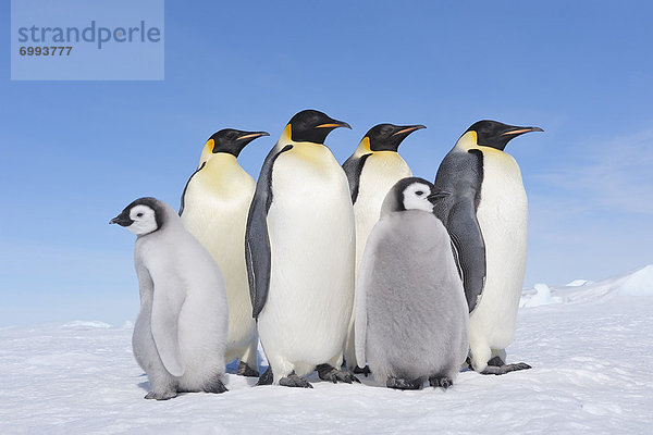 Emperor Penguin Adults and Chicks  Snow Hill Island  Antarctic Peninsula