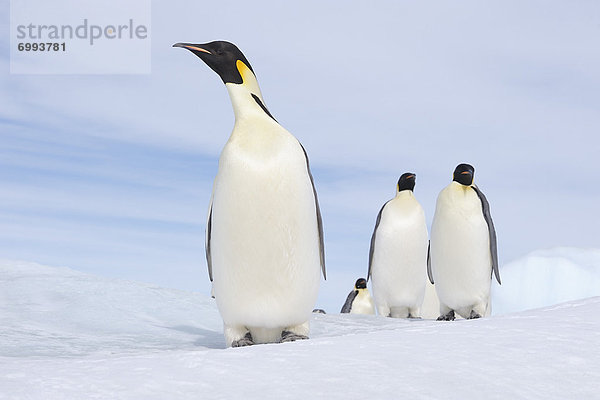 Emperor Penguin Adults  Snow Hill Island  Antarctic Peninsula