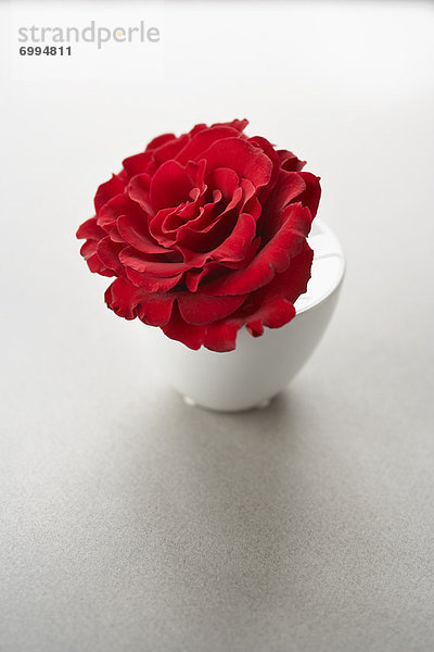 Red Rose in einer Vase