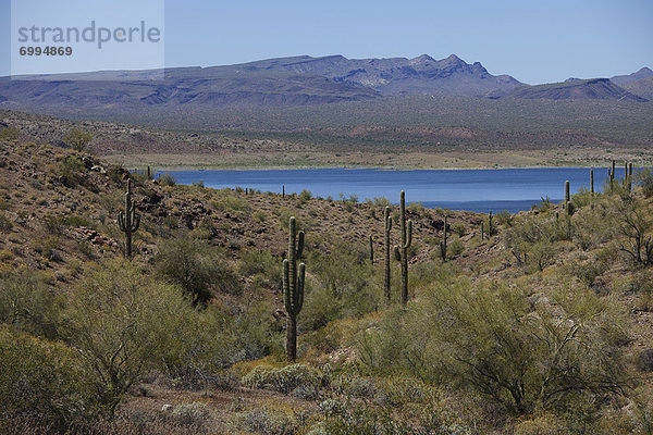 Vereinigte Staaten von Amerika  USA  See  Arizona  Seitenansicht  Saguaro  Kaktus