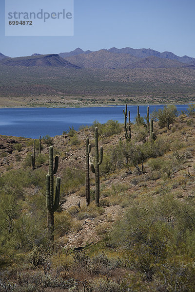 Vereinigte Staaten von Amerika  USA  See  Arizona  Seitenansicht  Saguaro  Kaktus
