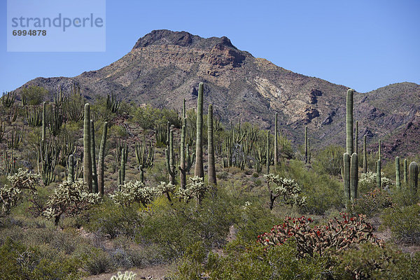 Vereinigte Staaten von Amerika  USA  Arizona