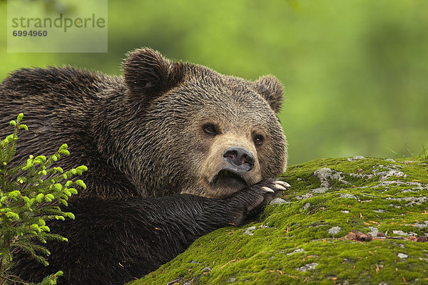 Braunbär  Ursus arctos  Felsbrocken  ruhen  Bayern  Deutschland