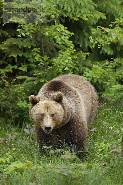 Braunbär  Ursus arctos  Bayern  Deutschland