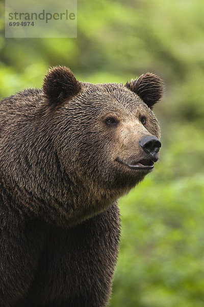 Braunbär  Ursus arctos  Bayern  Deutschland