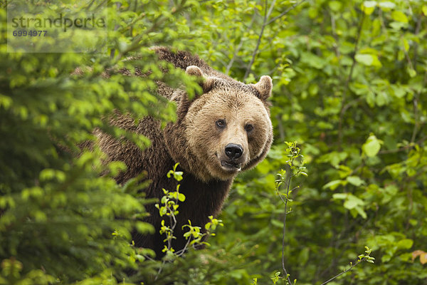 Braunbär  Ursus arctos  Bayern  Deutschland