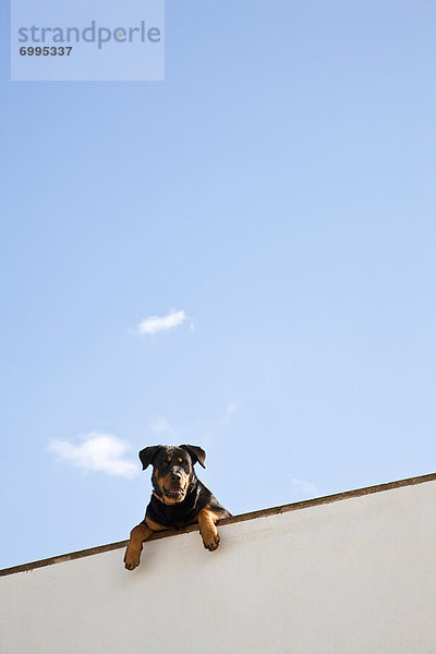 sehen Wand über Hund