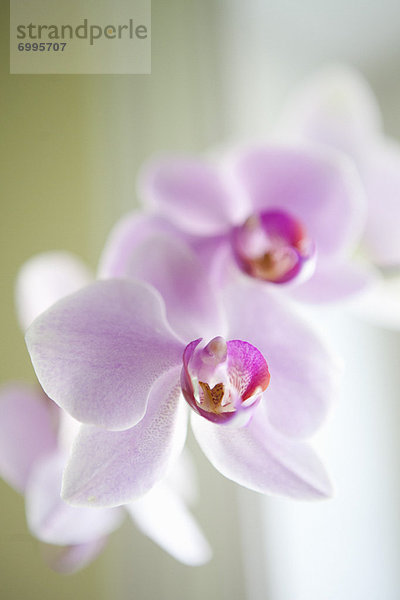 Close-up  close-ups  close up  close ups  Orchidee