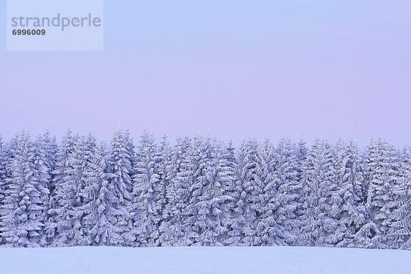 bedecken  Baum  Morgendämmerung  Tanne  Deutschland  Hessen  Schnee
