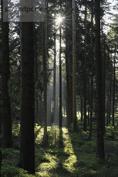Wald  Deutschland  Niedersachsen