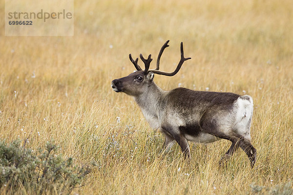 Rentier  Rentiere  Rangifer tarandus  Schweden