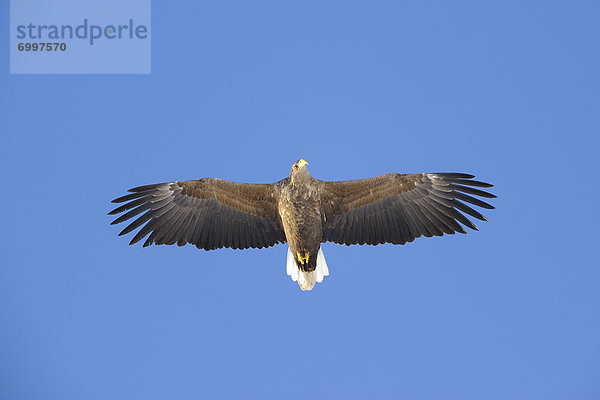 Seeadler Haliaeetus albicilla Norwegen Troms