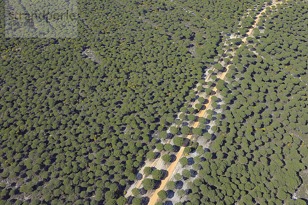 Fernverkehrsstraße  Wald  Kiefer  Pinus sylvestris  Kiefern  Föhren  Pinie  Ansicht  Provinz Huelva  Luftbild  Fernsehantenne  Andalusien  Spanien