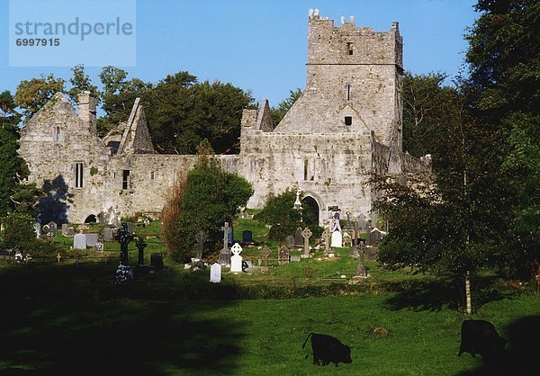 Irland  Muckross Abbey