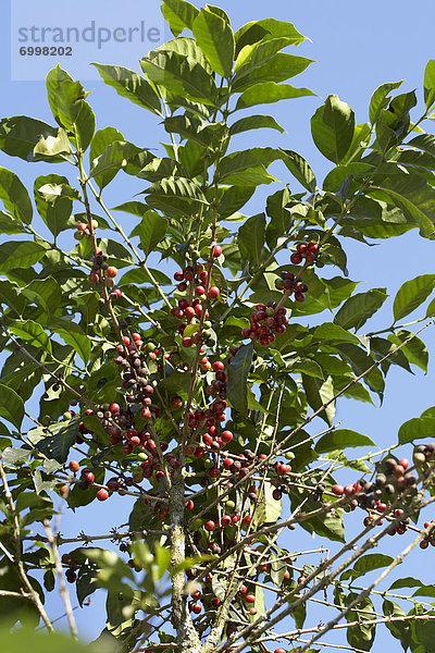 Guatemala