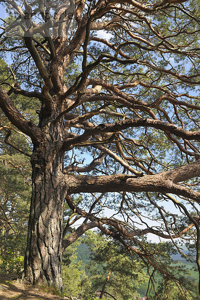 Bergkiefer  Pinus mugo  Deutschland  Rheinland-Pfalz