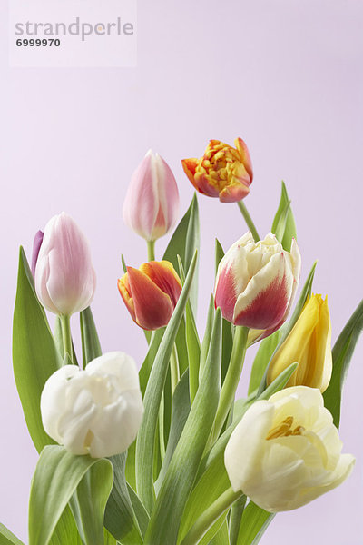 Vielzahl von Tulpen