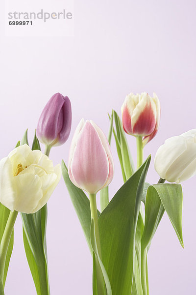 Vielzahl von Tulpen