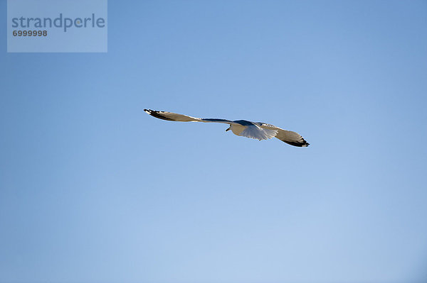 Vereinigte Staaten von Amerika  USA  Florida  Möwe