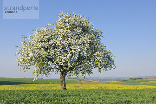 Baum  blühen  Wiese  Birne  Deutschland  Mettlach  Saarland
