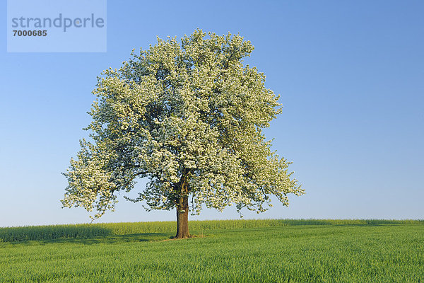 Baum  blühen  Wiese  Birne  Deutschland  Mettlach  Saarland