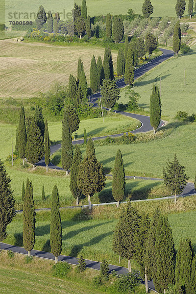 Biegung  Biegungen  Kurve  Kurven  gewölbt  Bogen  gebogen  Baum  Fernverkehrsstraße  Menschenreihe  Italien  Toskana