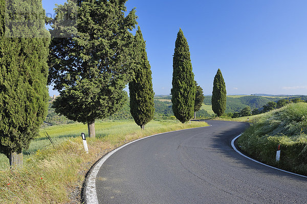 Biegung  Biegungen  Kurve  Kurven  gewölbt  Bogen  gebogen  Baum  Fernverkehrsstraße  Menschenreihe  Italien  Toskana