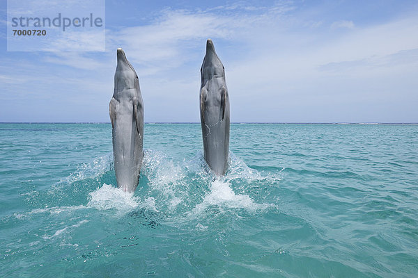 rückwärts  Delphin  Delphinus delphis  schwimmen  Großer Tümmler  Große  Tursiops truncatus  Bay islands  Karibisches Meer  Honduras  Roatan