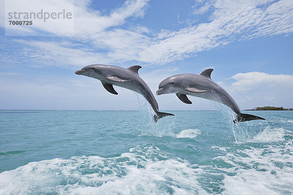 springen  Himmel  Delphin  Delphinus delphis  Großer Tümmler  Große  Tursiops truncatus  Bay islands  Karibisches Meer  Honduras  Roatan