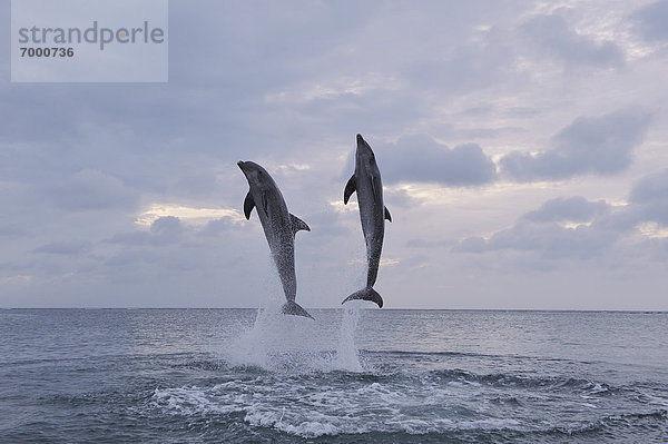 Wasser  Delphin  Delphinus delphis  Großer Tümmler  Große  Tursiops truncatus  Bay islands  Karibisches Meer  Honduras  Roatan